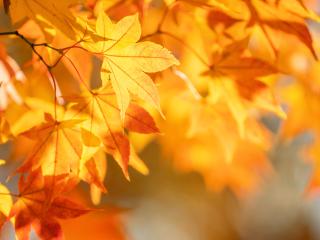 Oznam o jesenných prázdninách